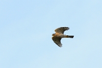 30138 Accipiter nisus (Sparviere, maschio)